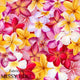 Infinite Florals - 81