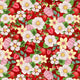 Strawberry - 08