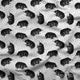 Design 1173 - Monochrome Echidna Fabric