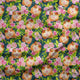 Design 430 - Guinea Pig Fabric