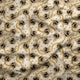 Design 56 - Yellow Bee Fabric