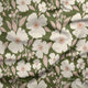 Indy Bloom Fabric - Easter Party - Blossoms Olive 12